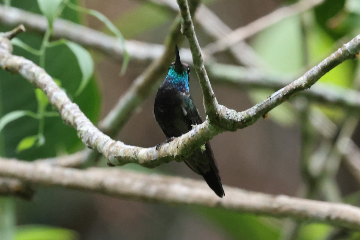 Violettkron-Brillantkolibri - ML632566398