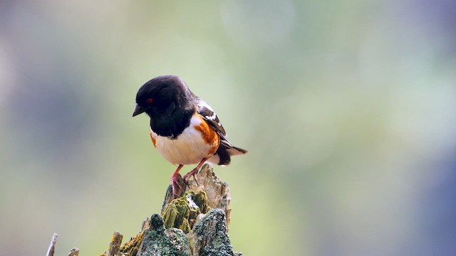 Spotted Towhee (maculatus Group) - ML632566421