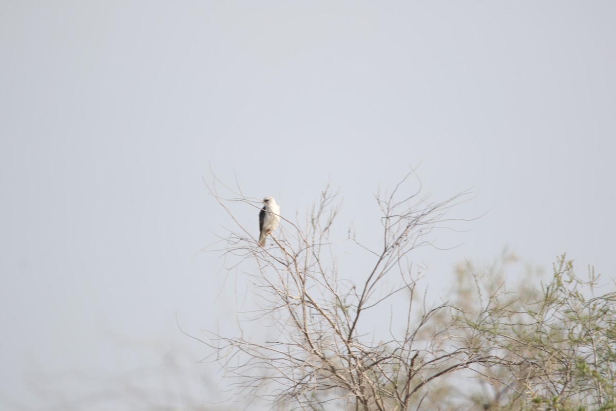 Black-winged Kite - ML632566432