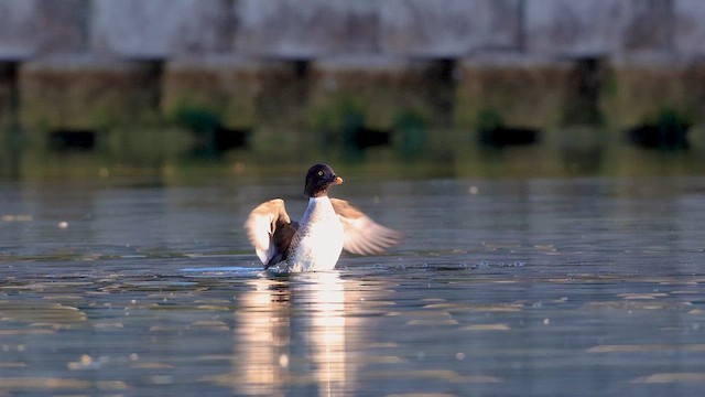 Barrow's Goldeneye - ML632566492