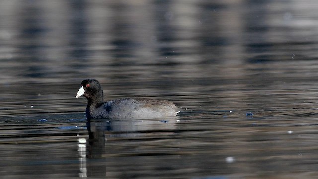 American Coot - ML632566500