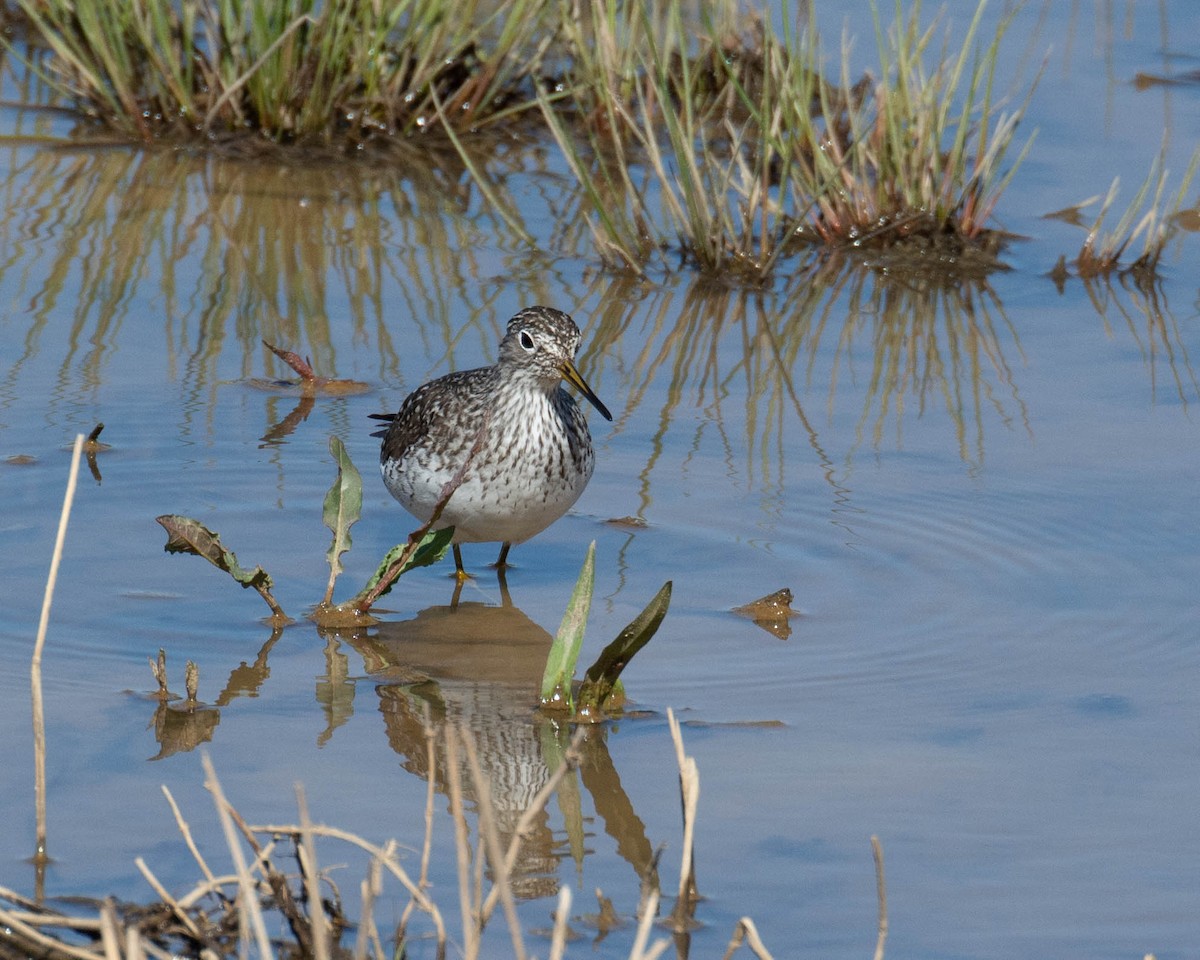 Solitary Sandpiper - ML632566569