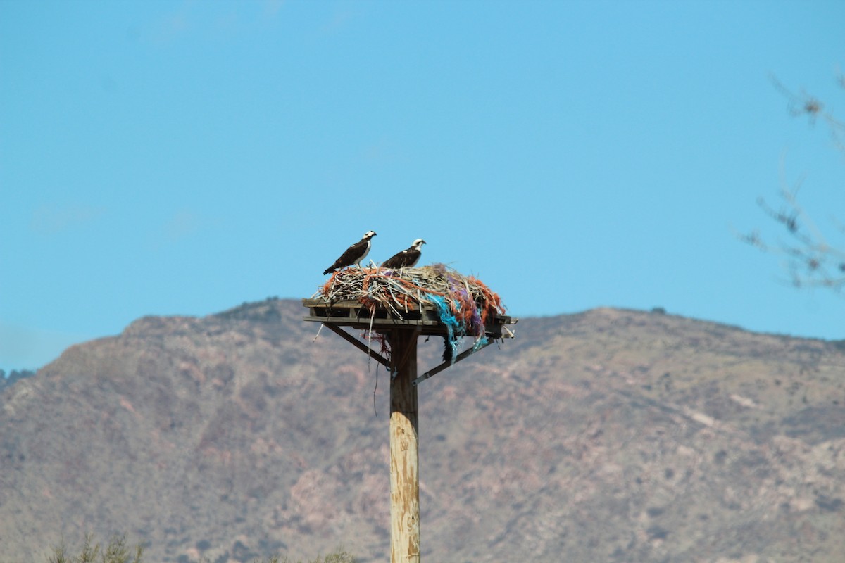 Osprey - ML632566683