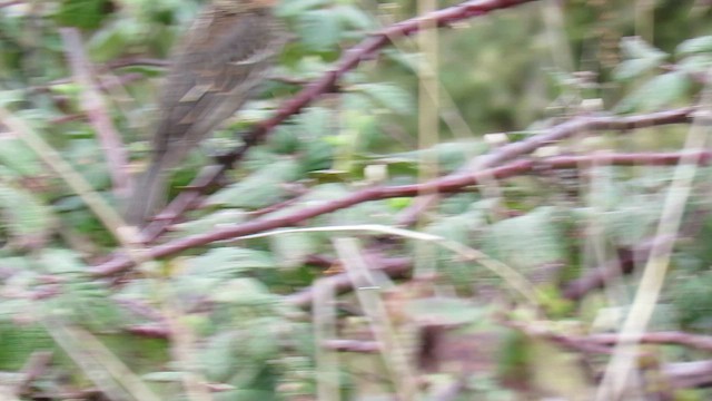 Tricolored Blackbird - ML632566724