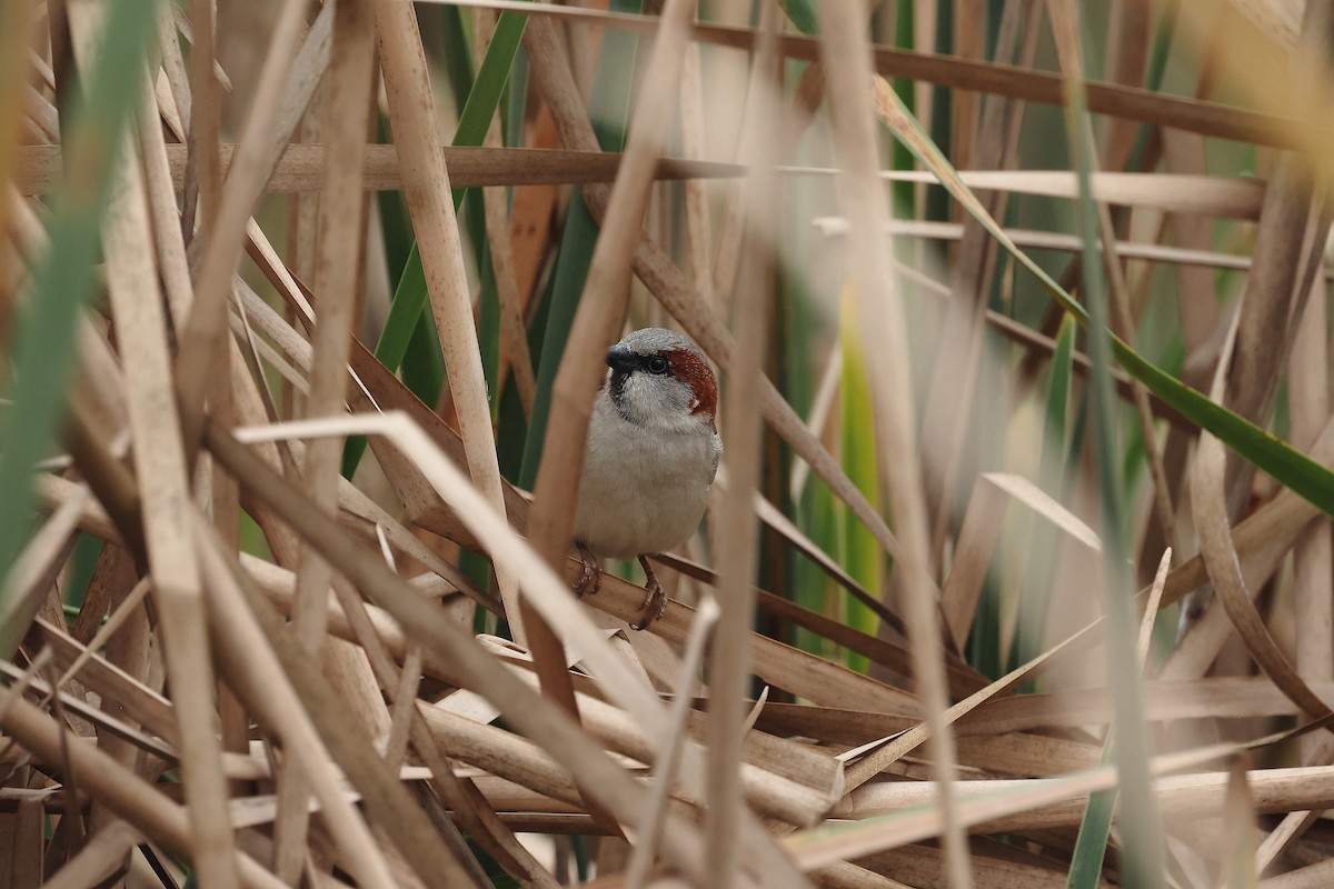 Sind Sparrow - Rupert Hafner