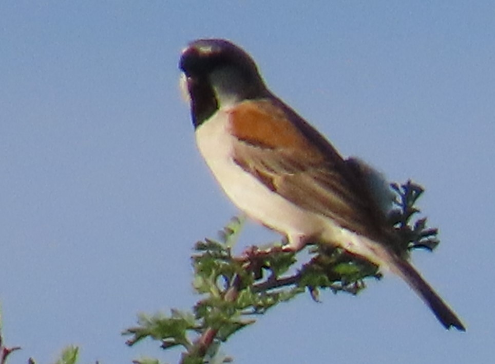 Great Rufous Sparrow - ML632566857