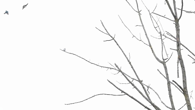 Tree Swallow - ML632566941