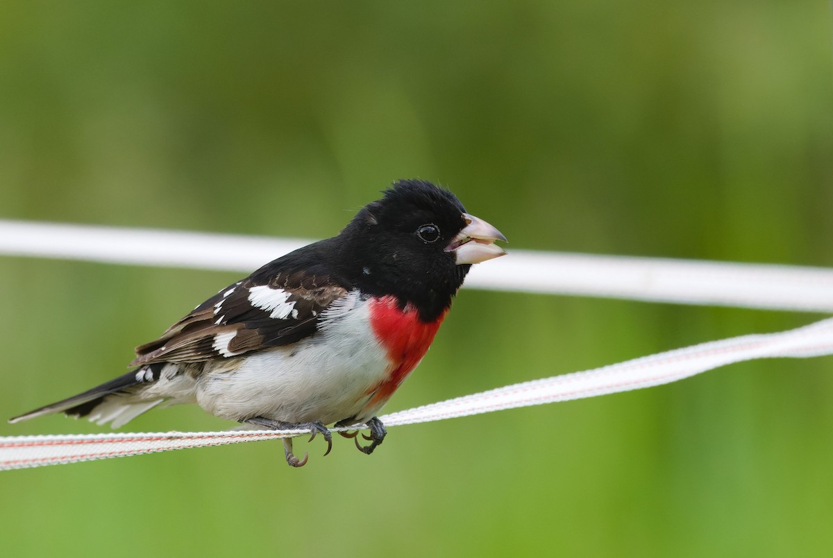 Rose-breasted Grosbeak - ML632566951
