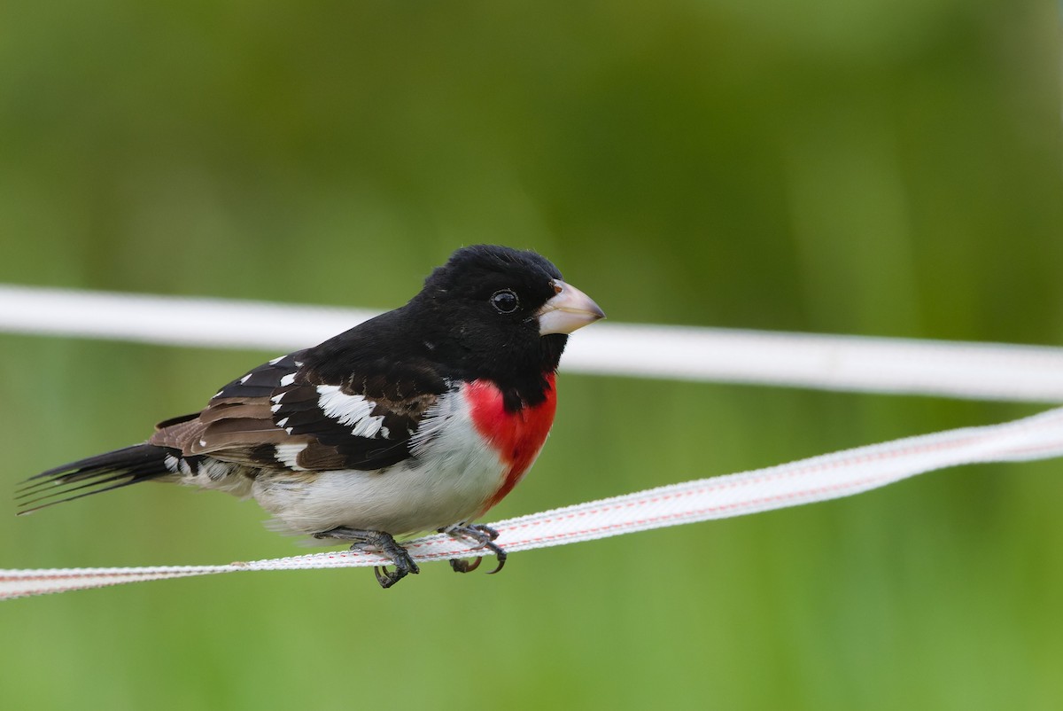 Rose-breasted Grosbeak - ML632566966