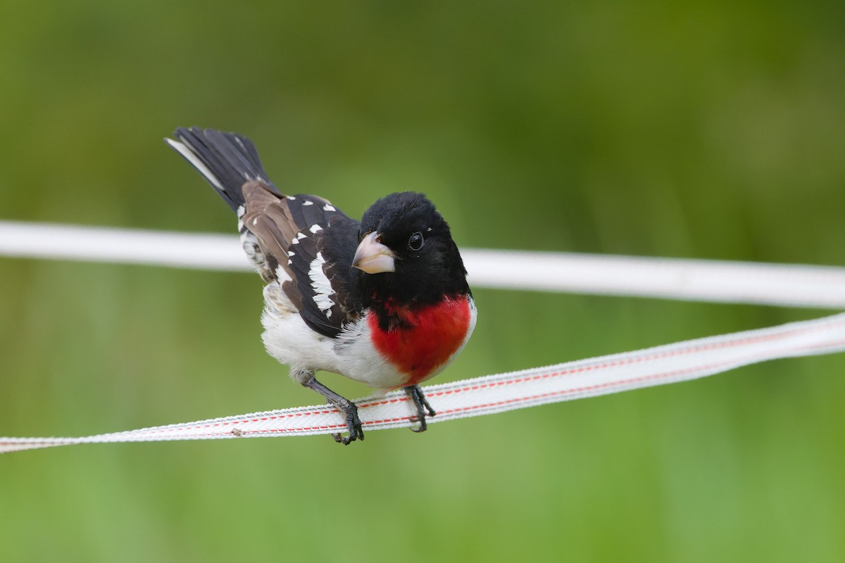 Rose-breasted Grosbeak - ML632566970