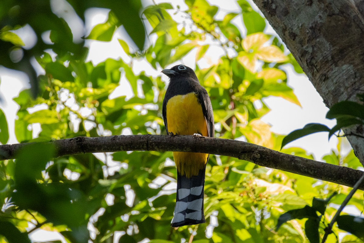 Black-headed Trogon - ML632567001