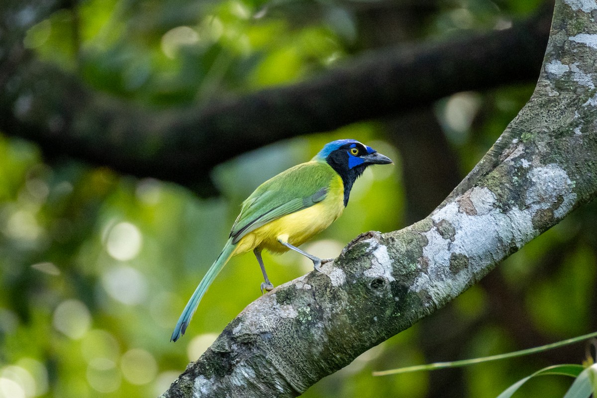 Green Jay - ML632567020