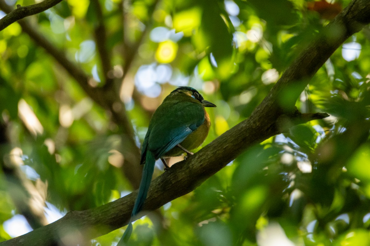Lesson's Motmot - ML632567024