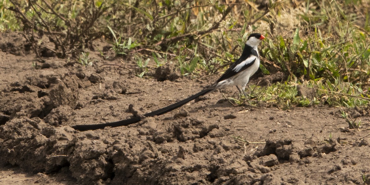 Pin-tailed Whydah - ML632567036
