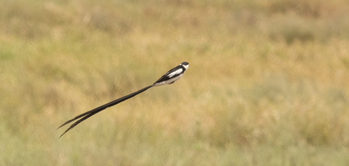 Pin-tailed Whydah - ML632567037