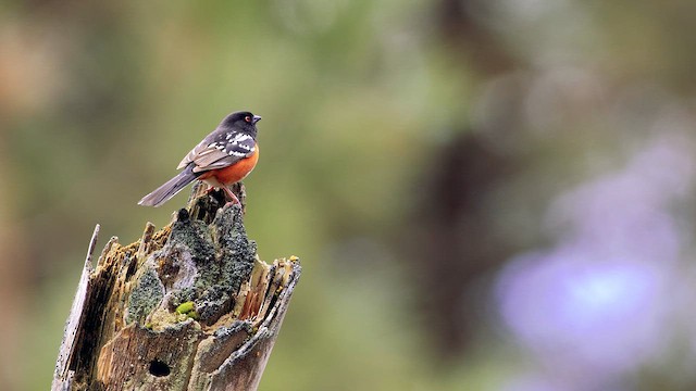 Spotted Towhee (maculatus Group) - ML632567041