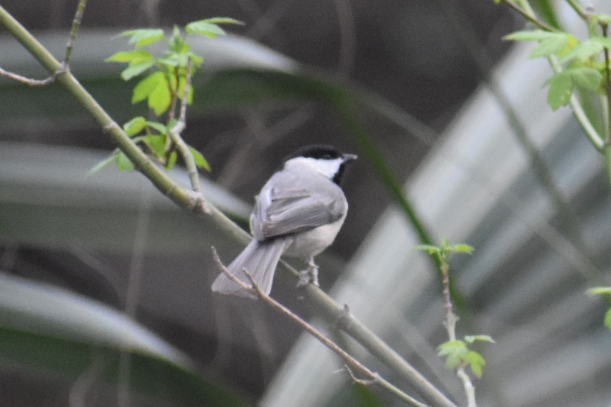 Carolina Chickadee - ML632567089