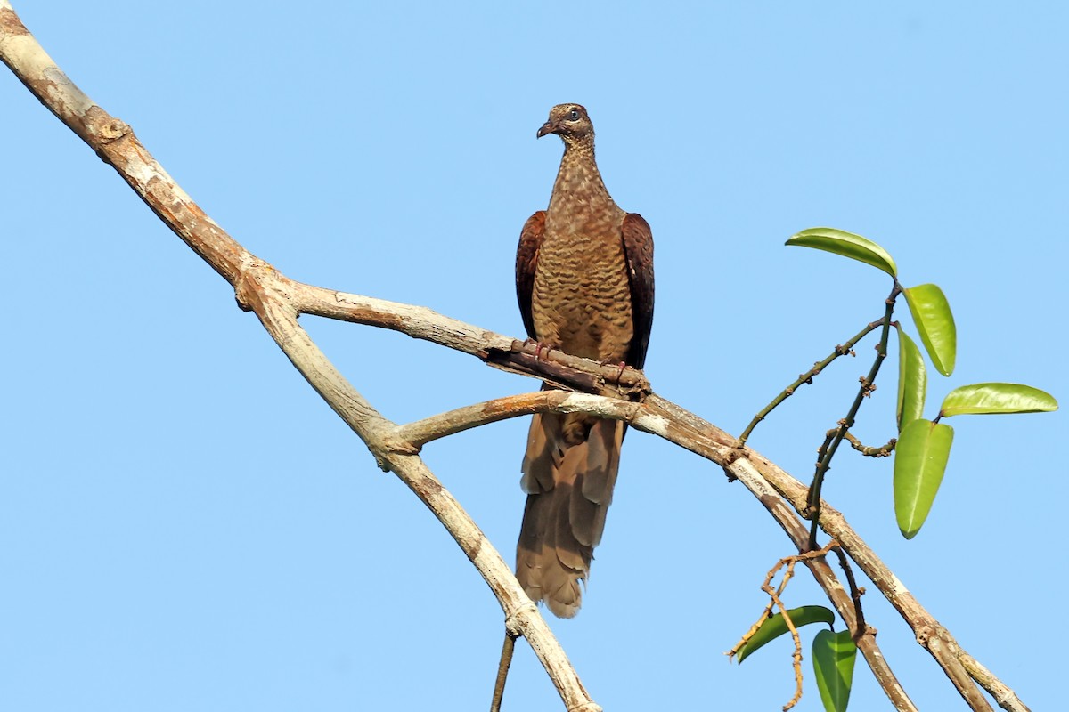 Tanimbar Cuckoo-Dove - ML632567097