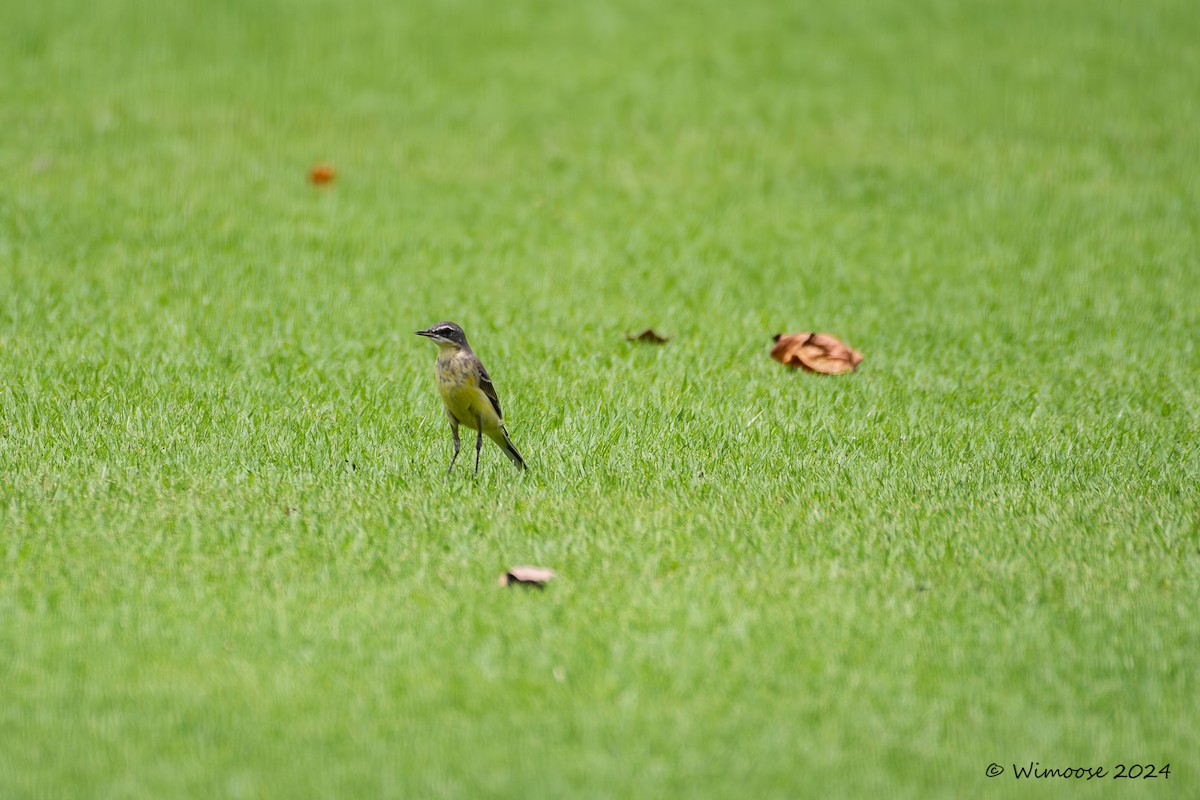 Eastern Yellow Wagtail - ML632567117