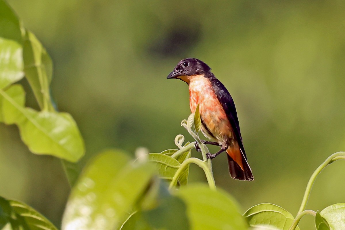 Pink-breasted Flowerpecker - ML632567120