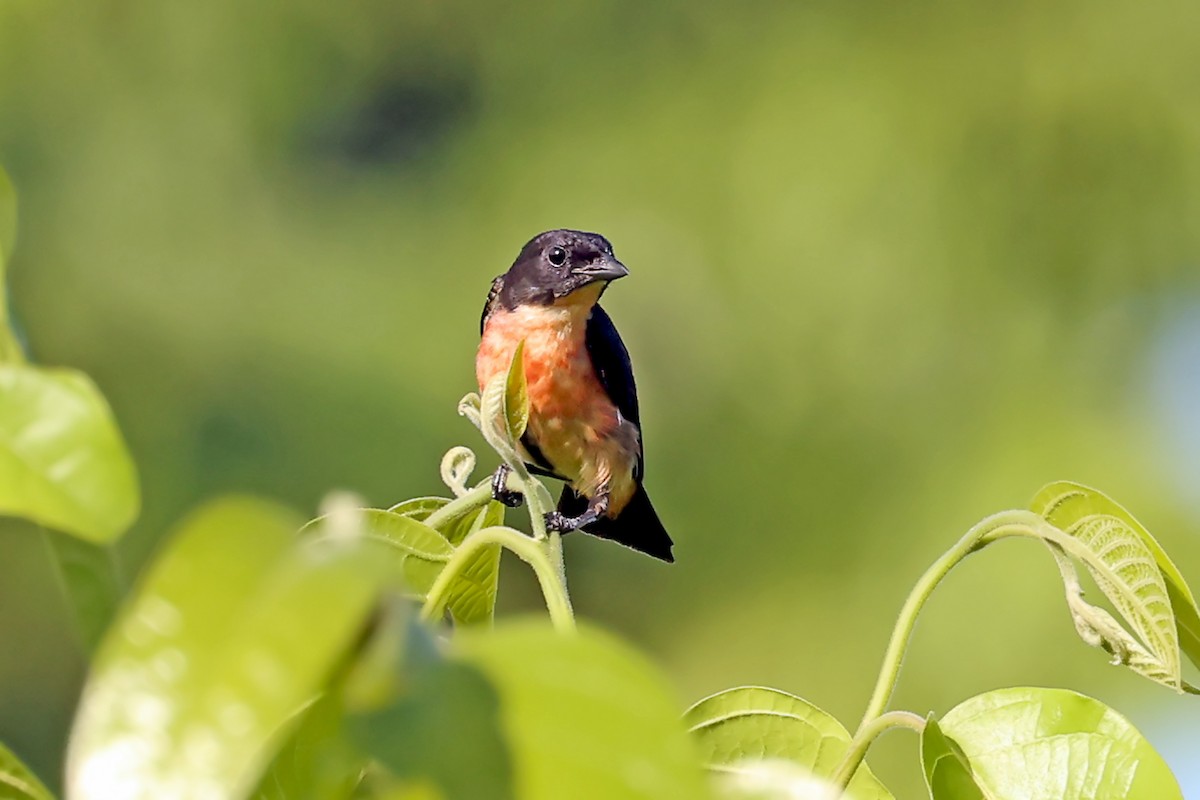 Pink-breasted Flowerpecker - ML632567122