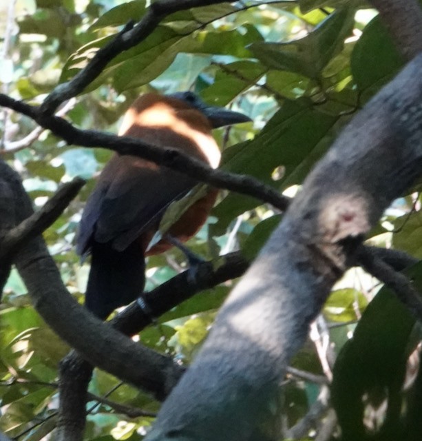 Capuchinbird - ML632567136