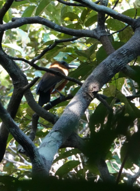 Capuchinbird - ML632567137