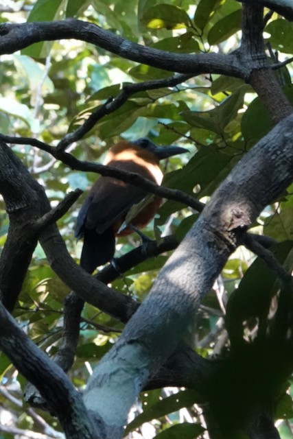 Capuchinbird - ML632567138