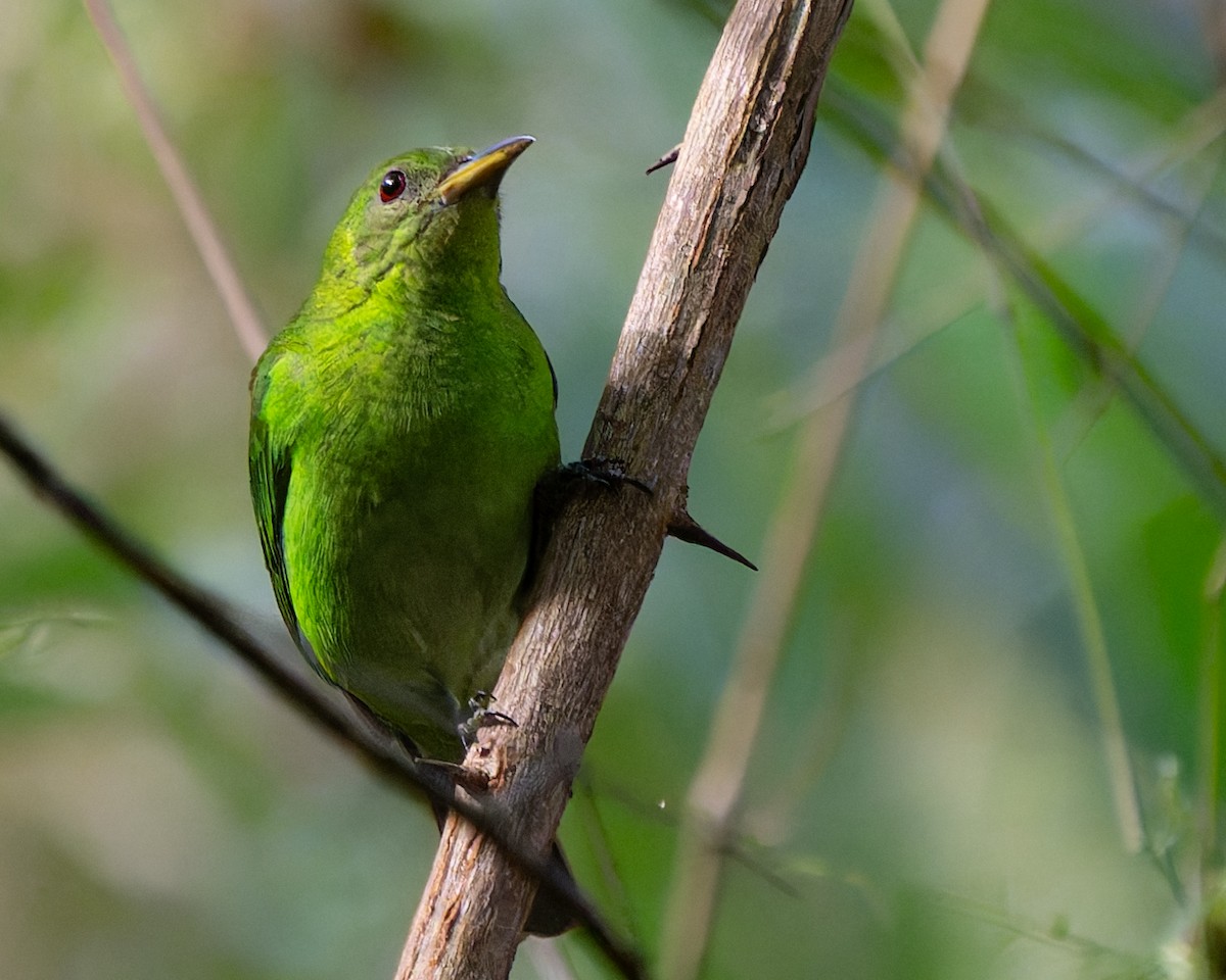 Green Honeycreeper - ML632567317