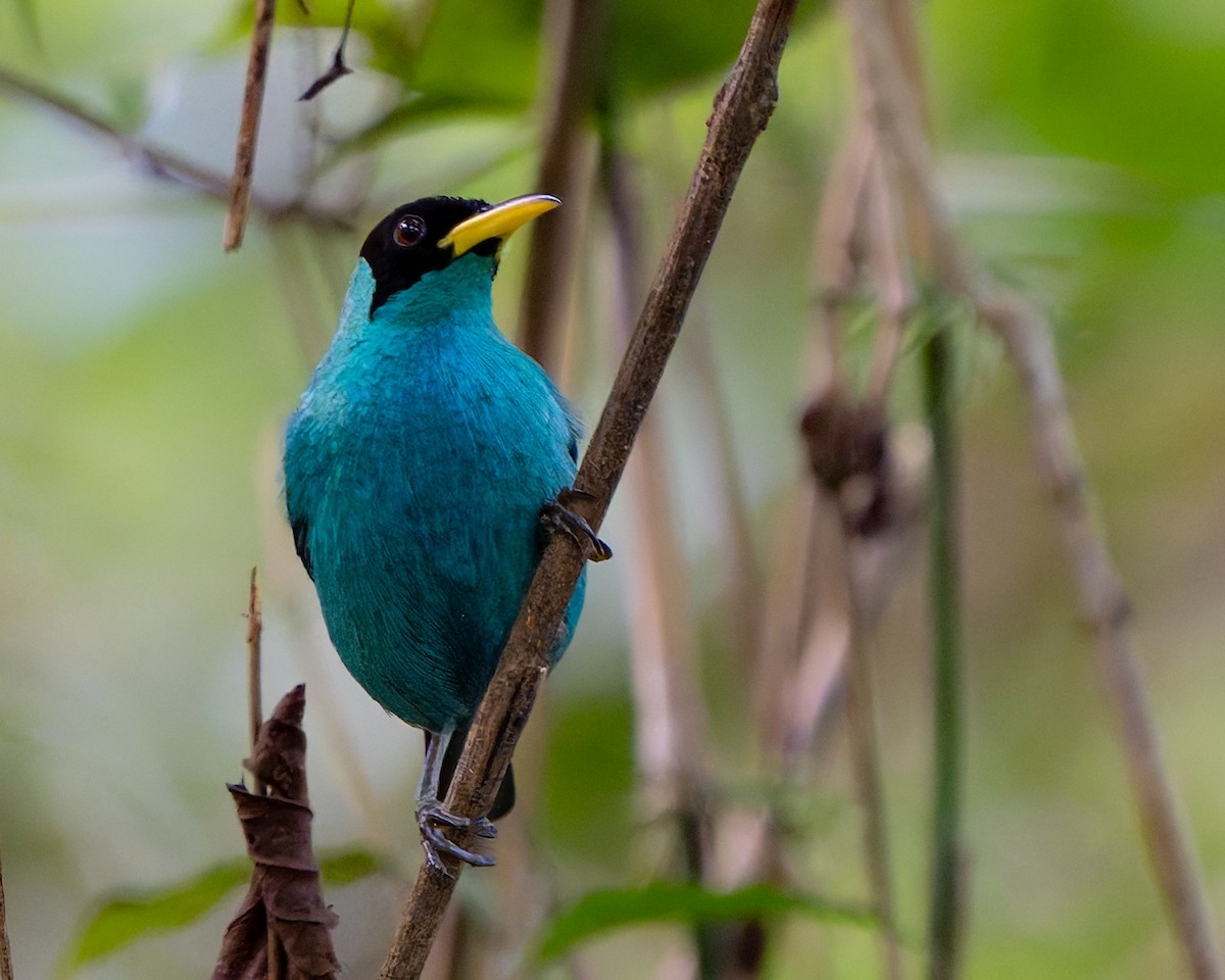 Green Honeycreeper - ML632567321