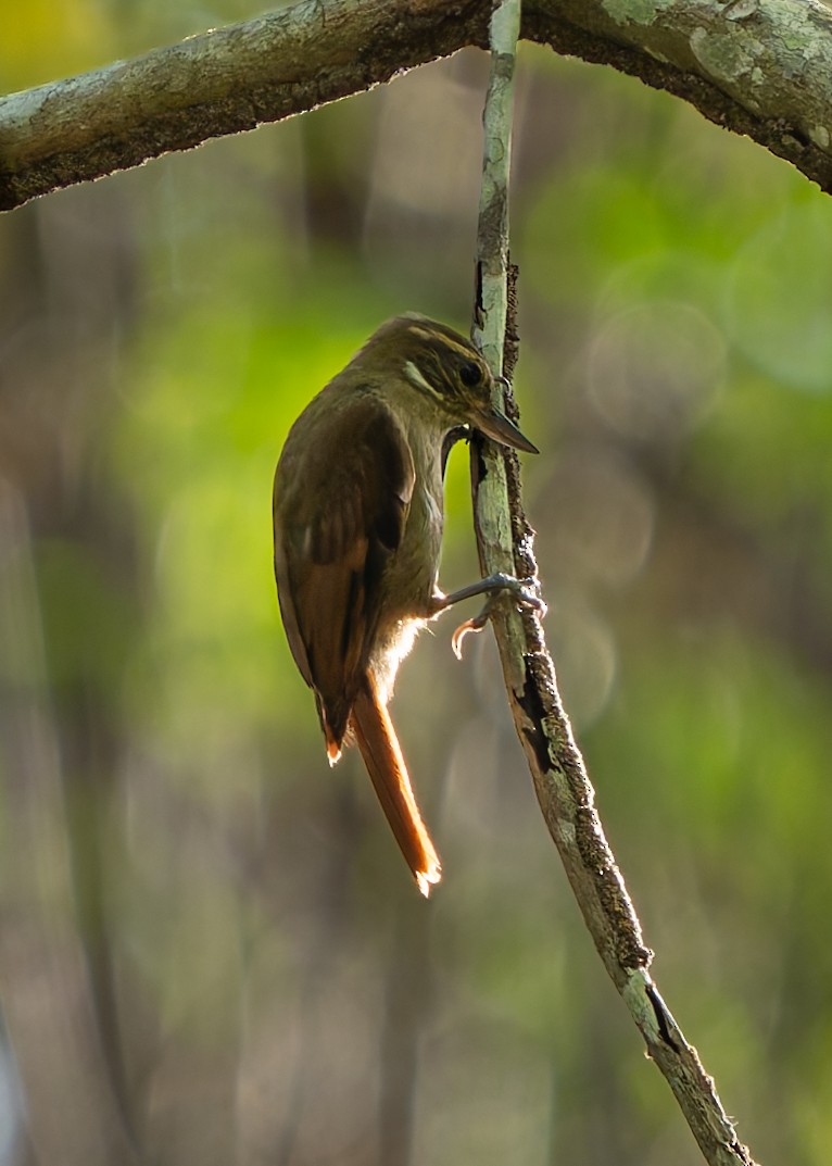 Northern Plain-Xenops - ML632567331