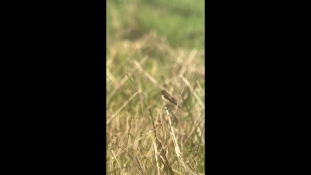 Amur Stonechat - ML632567351