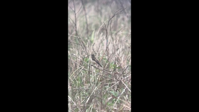 Amur Stonechat - ML632567352