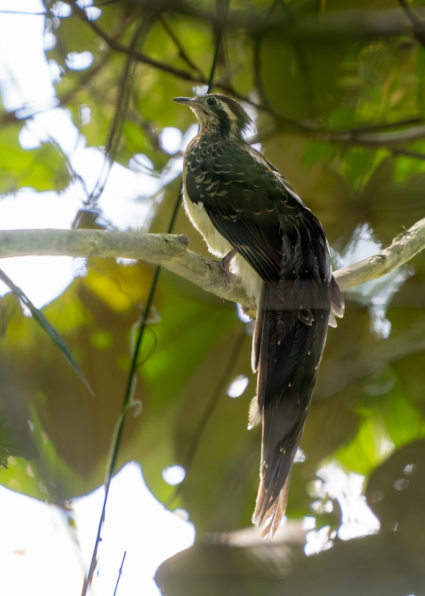 Pheasant Cuckoo - ML632567355