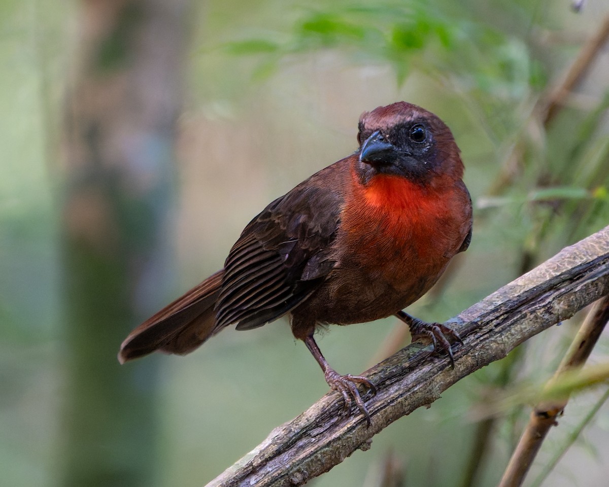 Red-throated Ant-Tanager - ML632567373