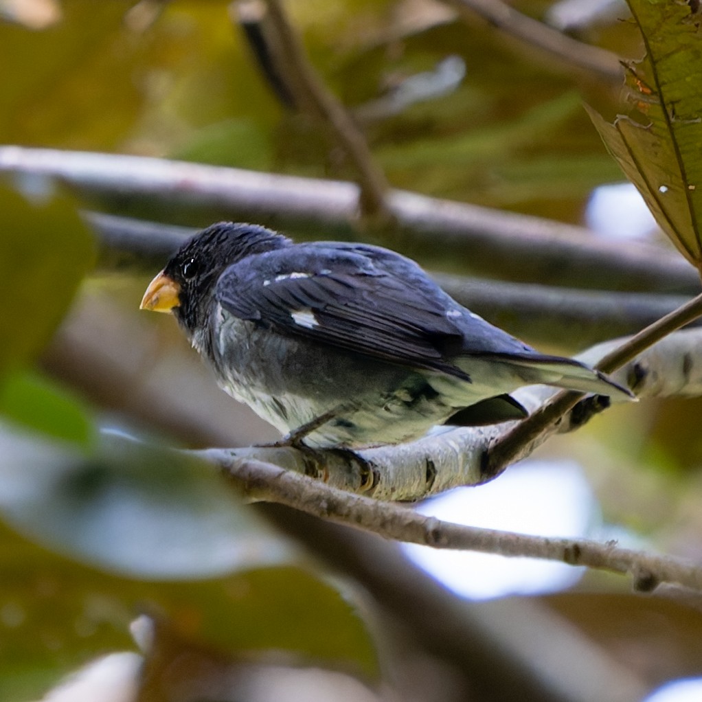 Slate-colored Seedeater - ML632567378