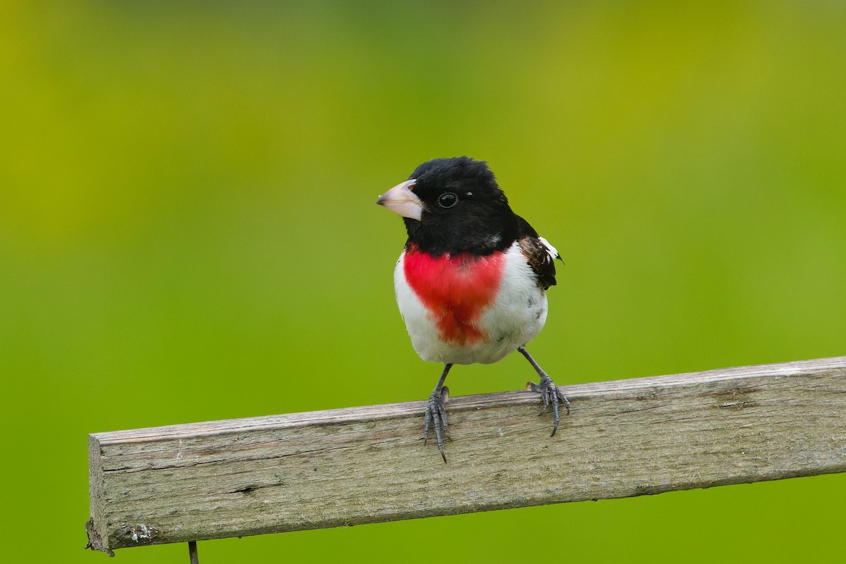 Rose-breasted Grosbeak - ML632567485