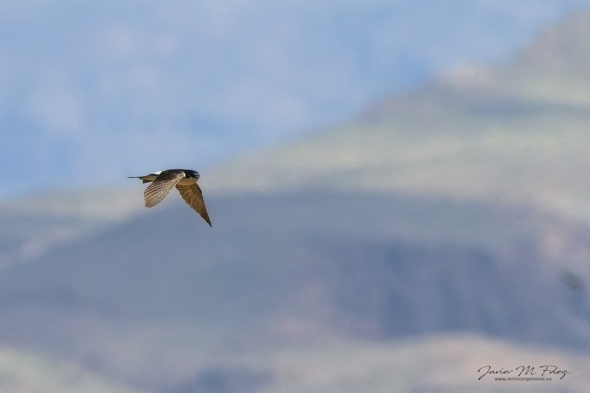 Western House-Martin - ML632567506