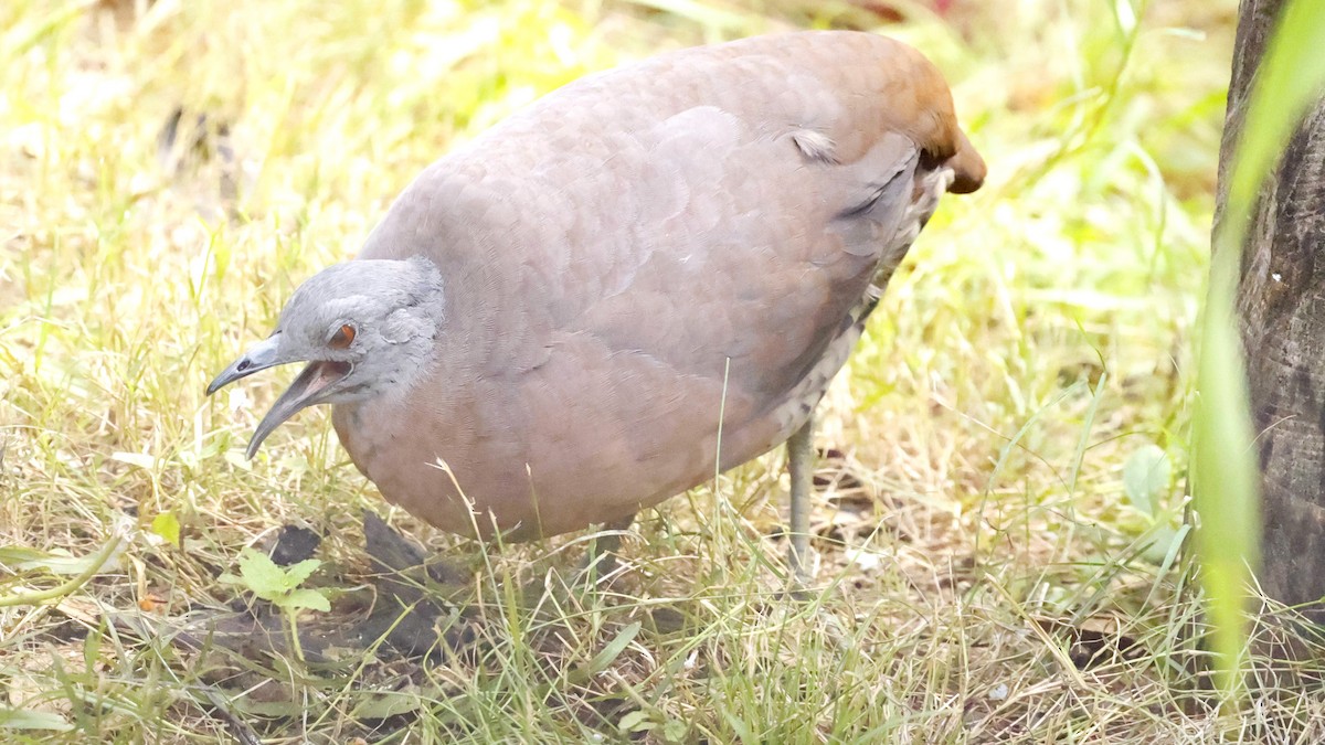 Brown Tinamou - ML632567536