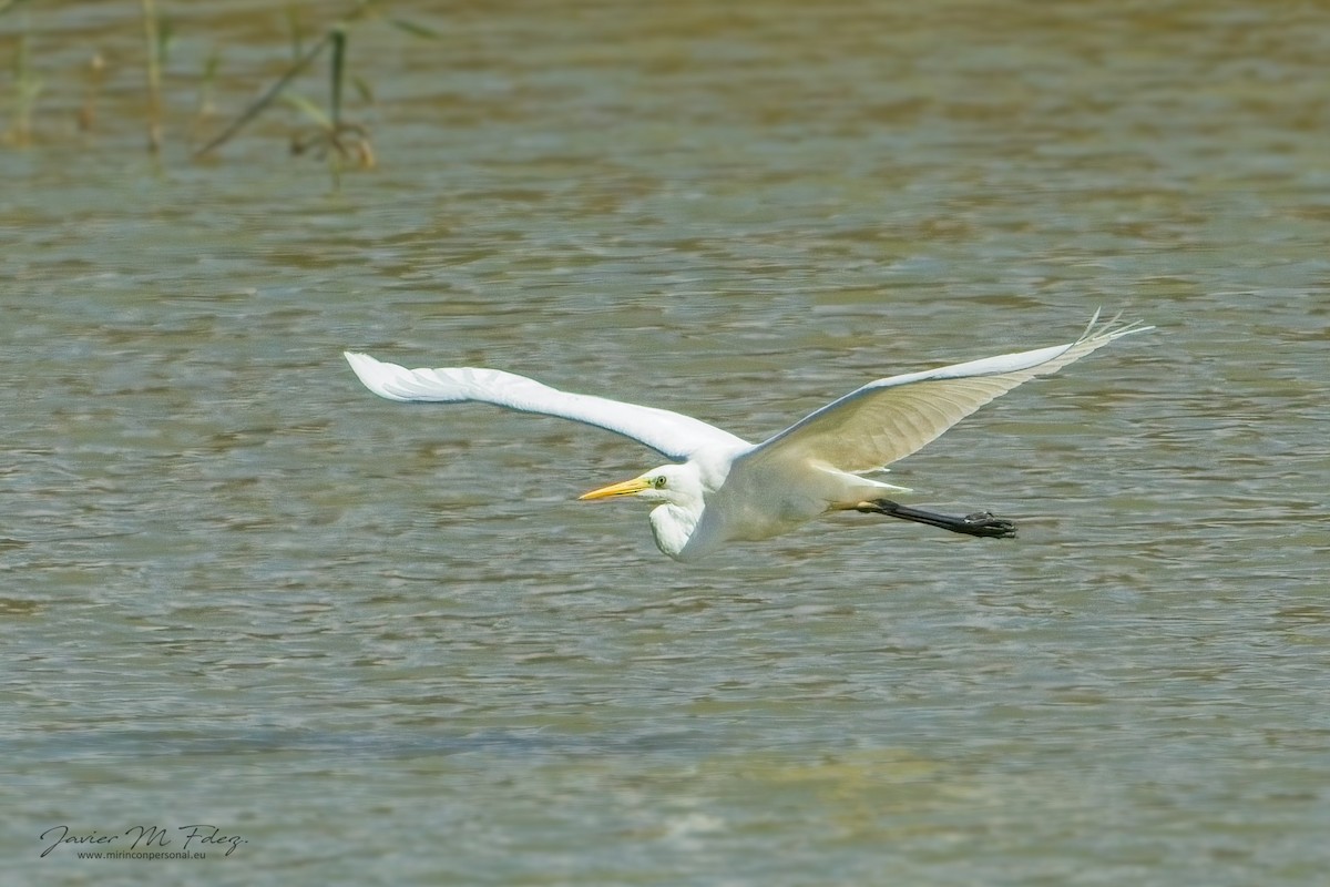 Great Egret - ML632567537