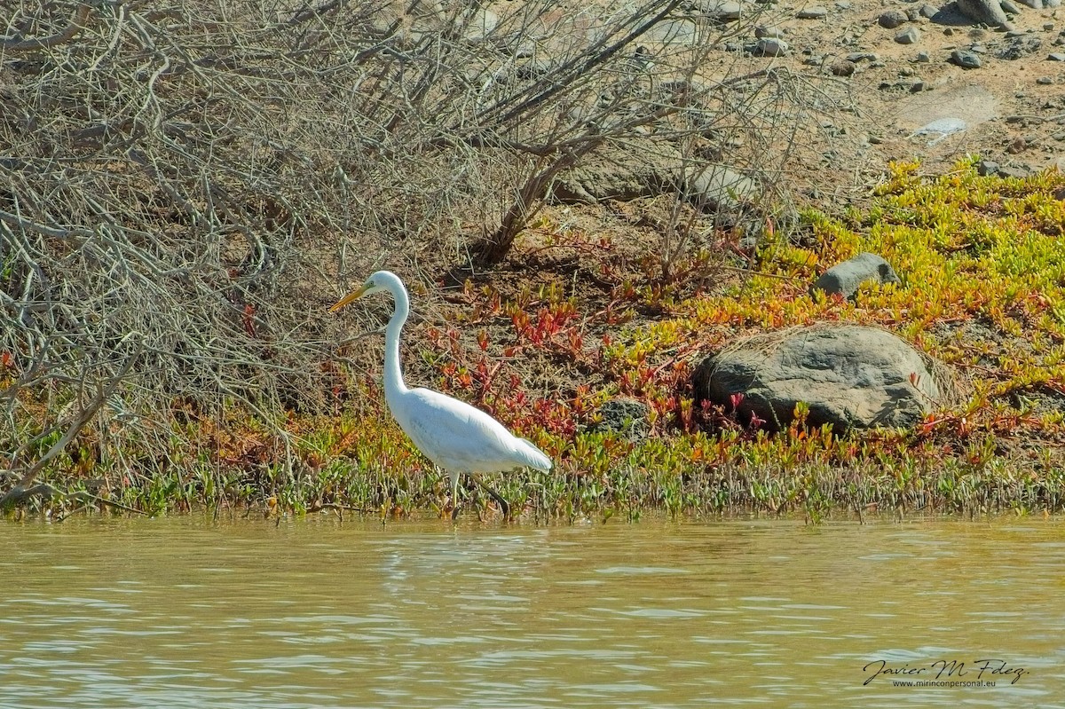 Great Egret - ML632567552