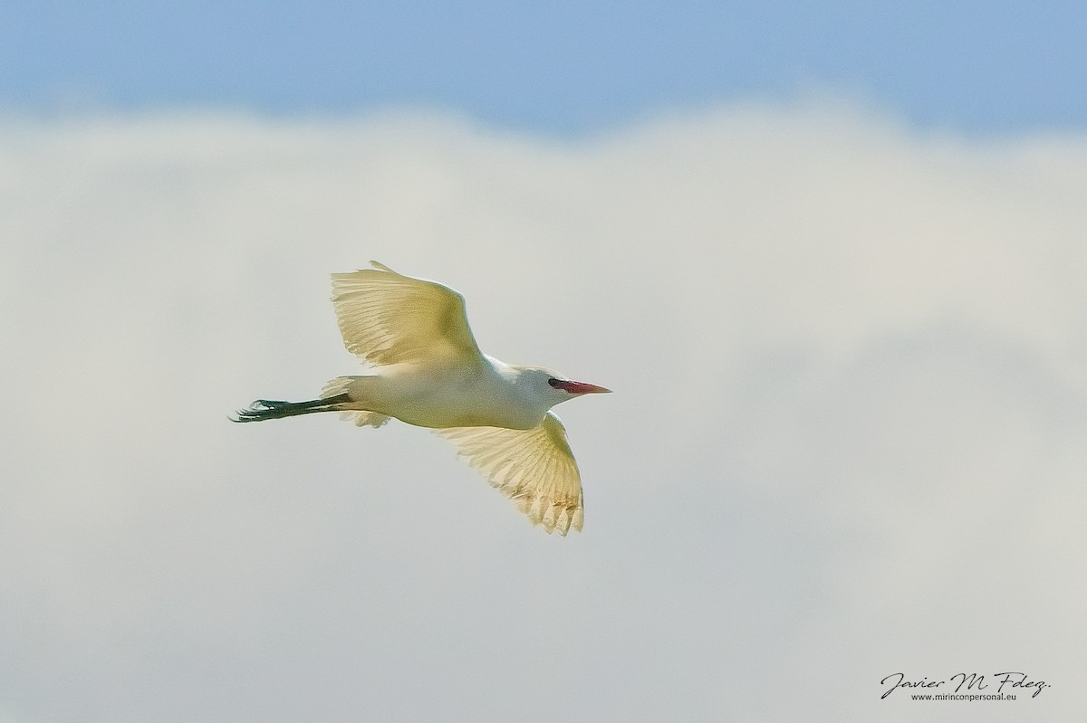 Western Cattle-Egret - ML632567573