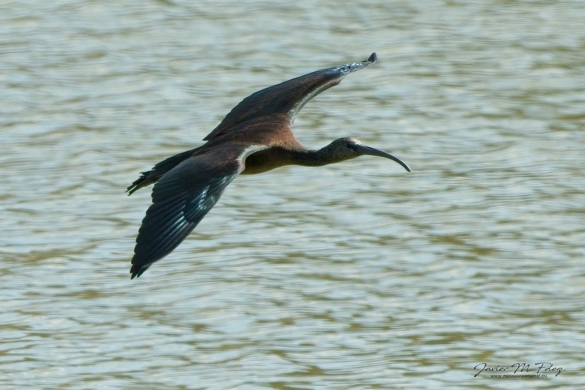 Glossy Ibis - ML632567611