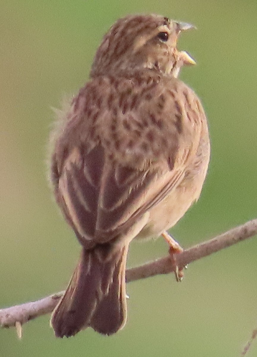 Lark-like Bunting - ML632567628