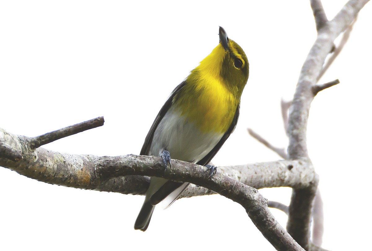 Yellow-throated Vireo - ML632567698
