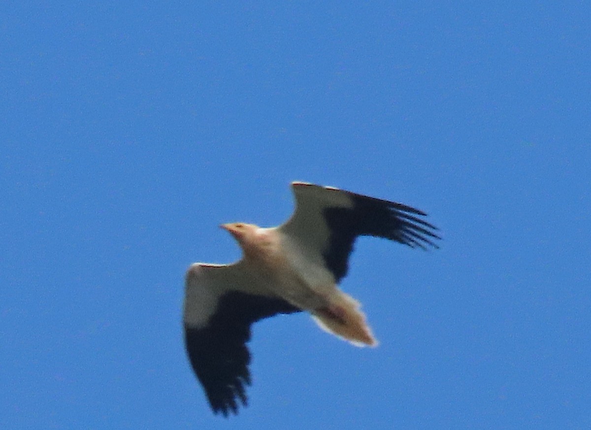 Дэлт ёл - ML632567736