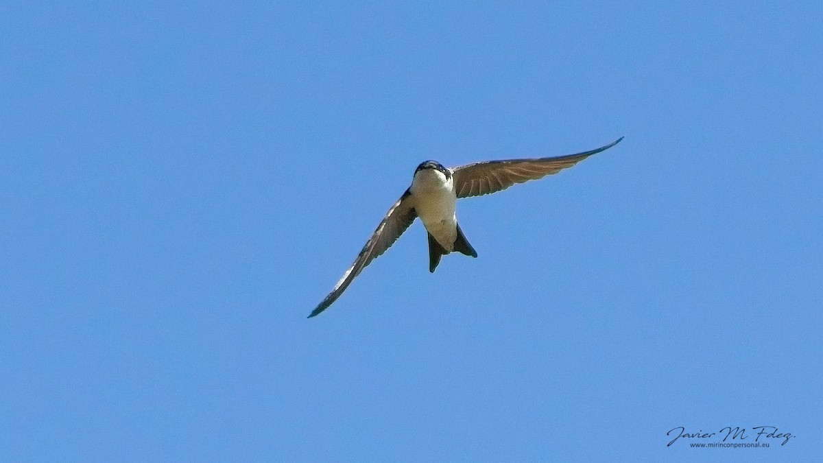 Western House-Martin - ML632567832