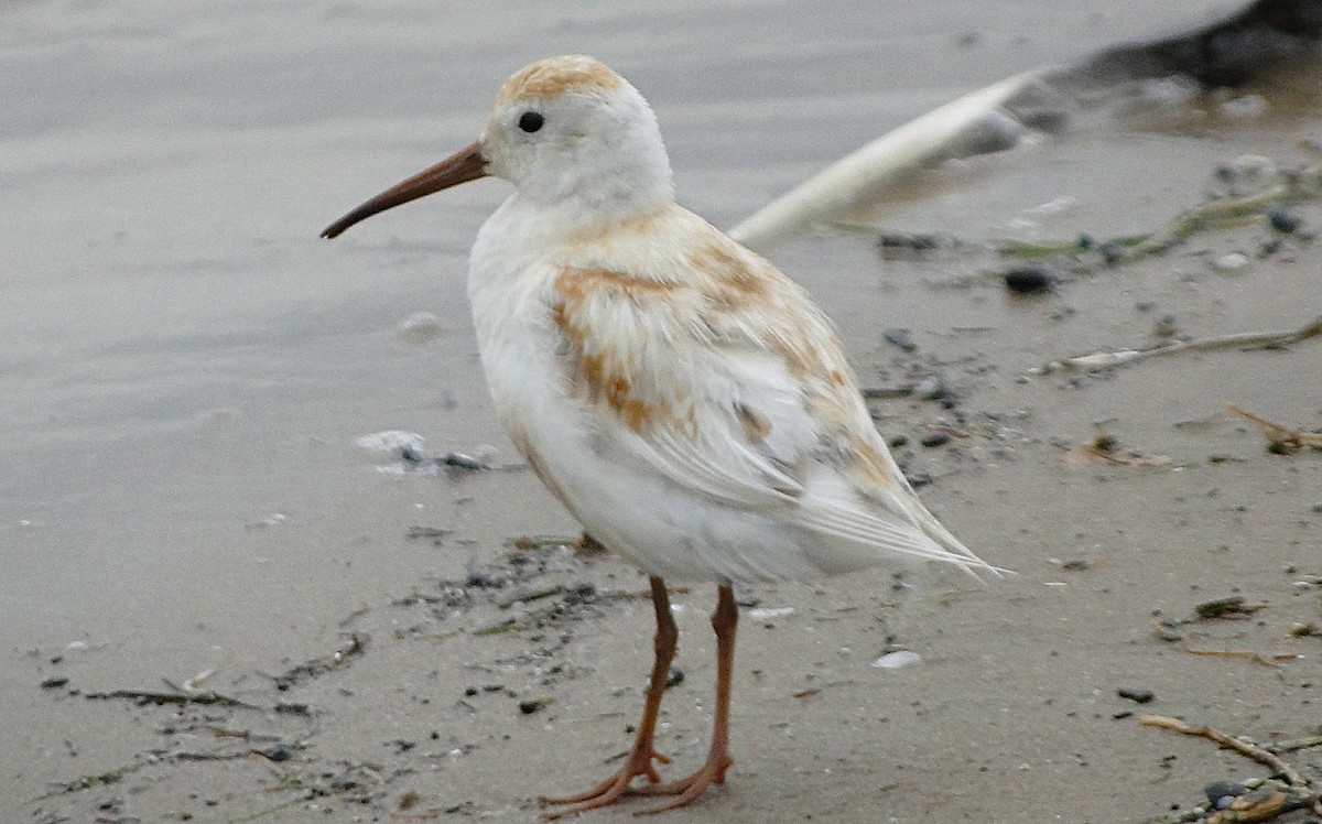 Dunlin - Ossie Tee