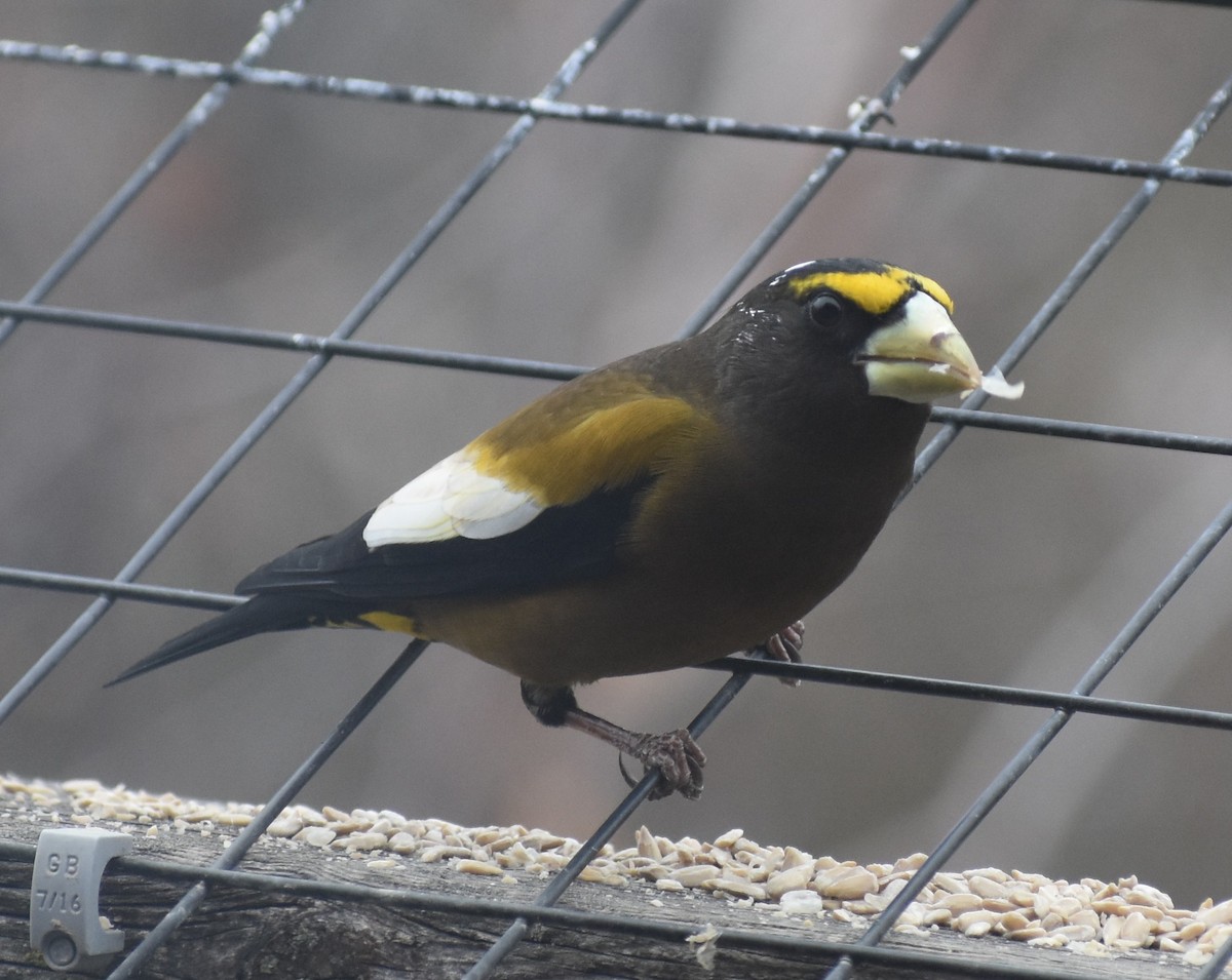 Evening Grosbeak - ML632567972