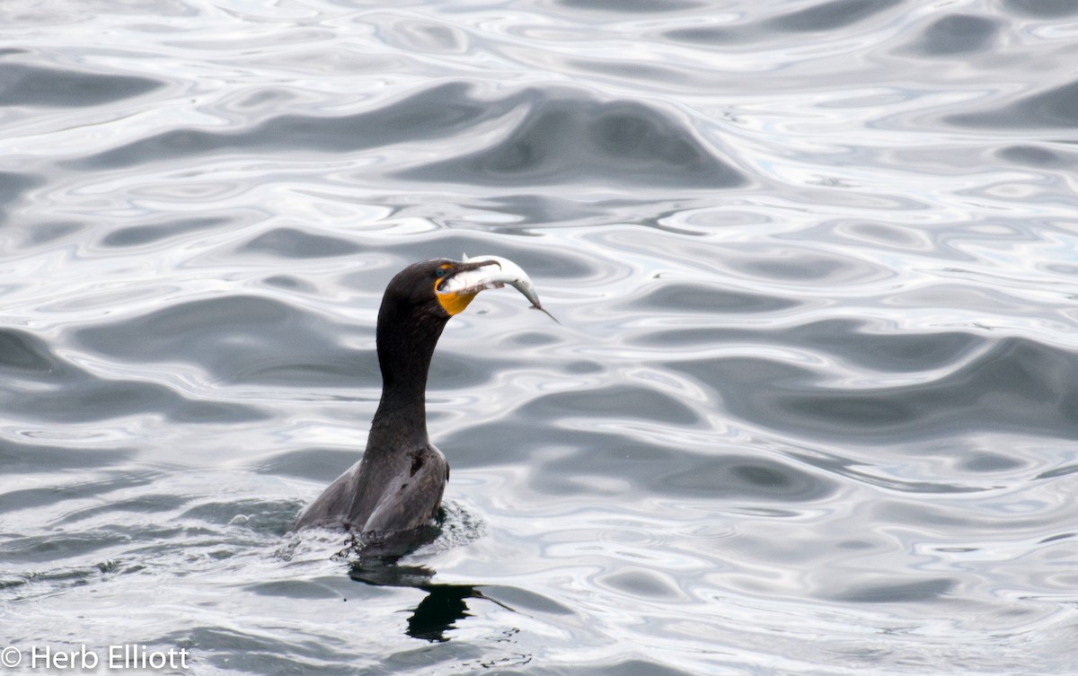 Double-crested Cormorant - ML63256801